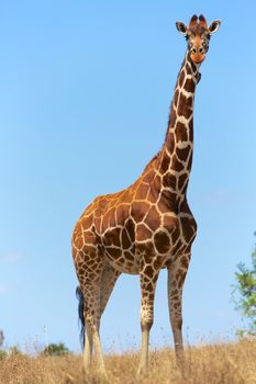 beautilful masai girafe at a samburu kenya