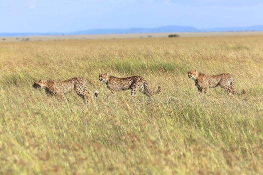 cheetah family hunting at masai mara national park kenya