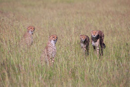 cheetah family hunting at masai mara national park
