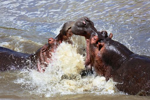 hippo fighting at the masai mara national park kenya africa