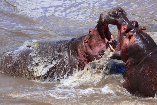 hippo fighting at the masai mara national park