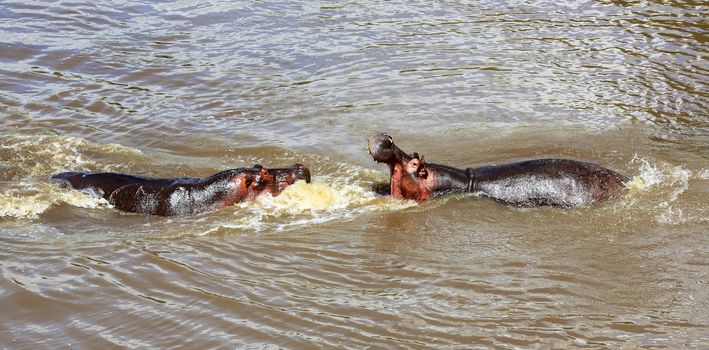 hippo's fight at the masai mara national park kenya africa