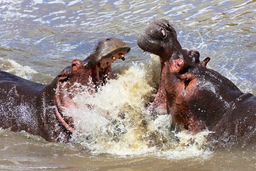 hippo's fight at the masai mara 