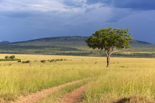 landscape of the masai mara national park kenya