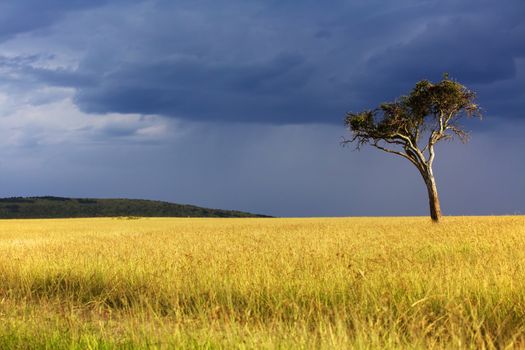 landscape of the masai mara national park 