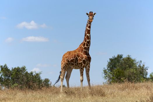 masai girafe at a samburu kenya