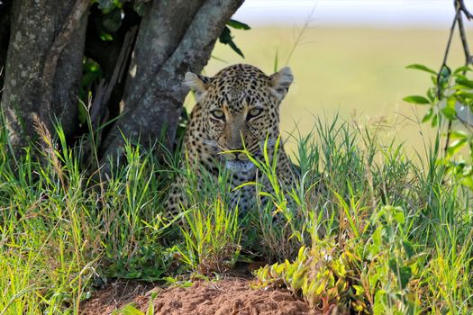 portrait of a leopard at the masai mara national park 