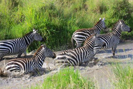 zebras crossing a river at masai mara national park
