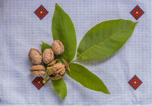 Walnut leave and nut. Ripe walnut.Organic ingredient.