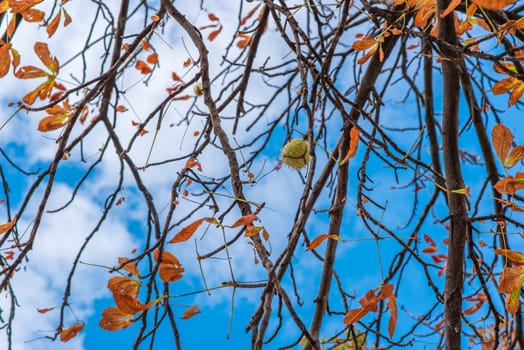 Lonely chestnut hanging on the tree at late autumn. Lonely chestnut.