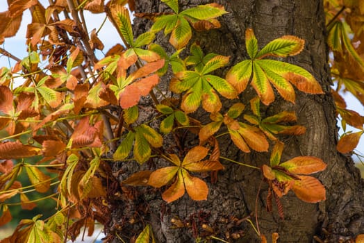 Chestnut leaves colored in red, yellow and green at autumn. Autumn colour.
