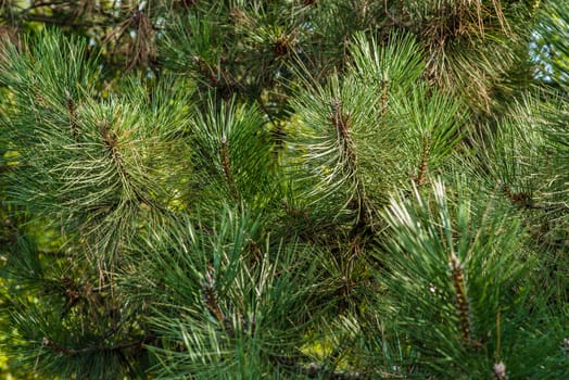 Green pine needles. Pine tree.