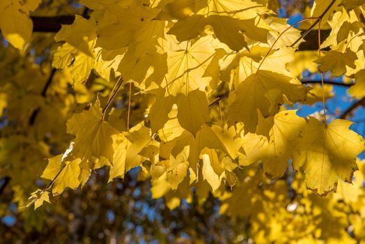 Maple leaves lit by the autumn sun. Golden autumn maple leaves.