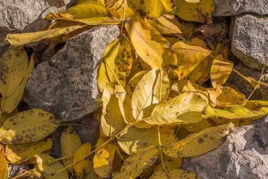 Walnut leaves fallen on the rubble stone. Yellow on grey.