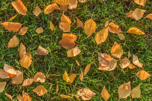 Birch leaves fallen on green grass at autumn. Yellow birch leaves.