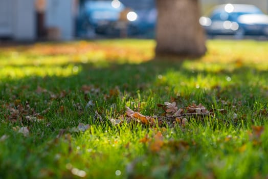 Dry oak branch lying on green grass under oak tree. Shallow depth of filed. Warm autumn.