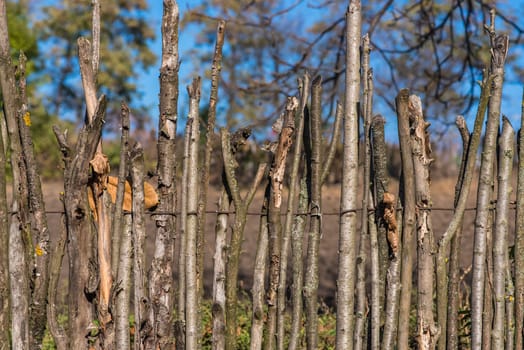 Fence from wooden sticks. Outdated ways of construction.