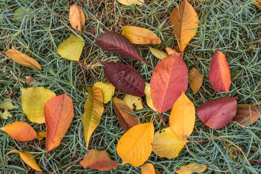 Yellow and red leaves on green grass. Colorfull leaves.