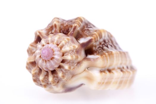 single seashell isolated on white background, close up.
