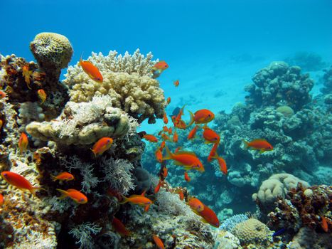 coral reef and orange fishes Anthias at the bottom of tropical sea, underwater