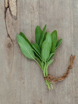 Close up branch of fresh sage for seasoning concept on rustic old wooden background.