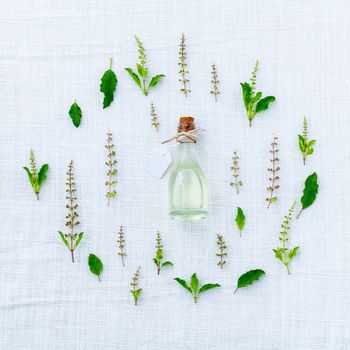 The circle of fresh holy basil flower and holy basil leaves from the garden on white fabric background.