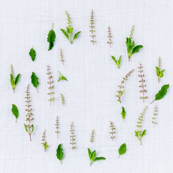The circle of fresh holy basil flower and holy basil leaves from the garden on white fabric background.