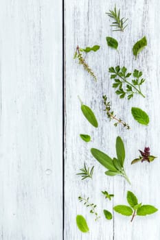 Various fresh herbs from the garden holy basil flower, basil flower,rosemary,oregano, sage,parsley ,thyme and dill over white wooden background.