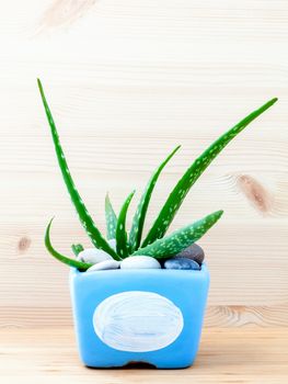 Aloe vera cactus in blue pot on white wooden table.