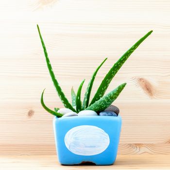 Aloe vera cactus in blue pot on white wooden table.
