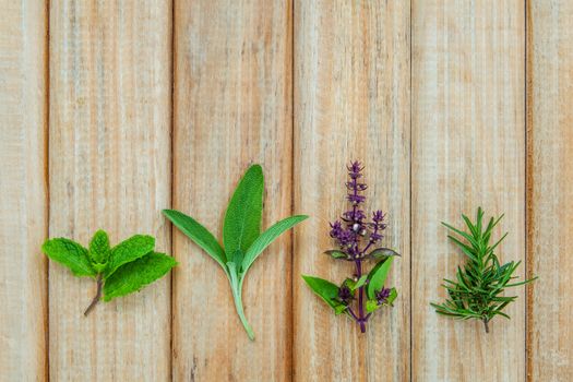 Various fresh herbs from the garden holy basil flower, basil flower,rosemary, sage over rustic wooden background.