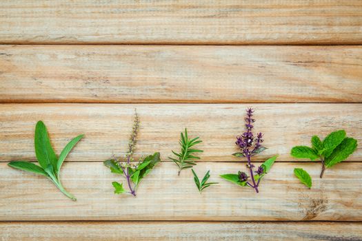 Various fresh herbs from the garden holy basil flower, basil flower,rosemary, sage over rustic wooden background.