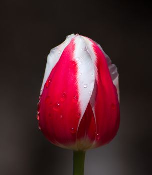 Red and white single vertical tulip macro with drops of rain.