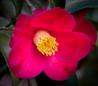 Vibrant Sasanqua Camellia shrub macro in full bloom.