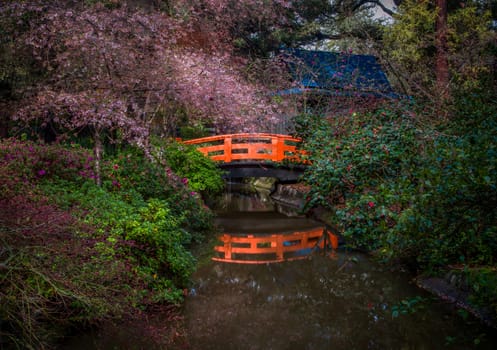 Orange Bridge with blooming cherry trees over calm water.
