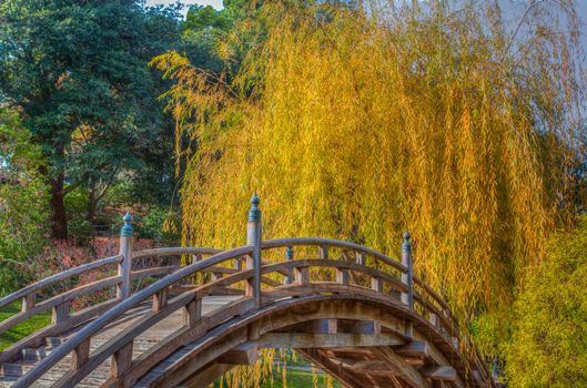 Willow tree in autumn with curved bridge in foreground.