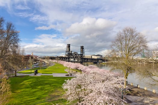 Cherry Blossom Trees with Pink Flowers in full bloom at waterfront park in Portland Oregon