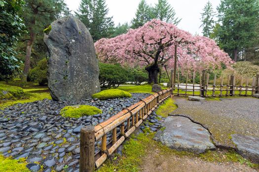 Cherry Blossom Tree in bloom by natural landscaping rock at Japanese Garden in Spring Season