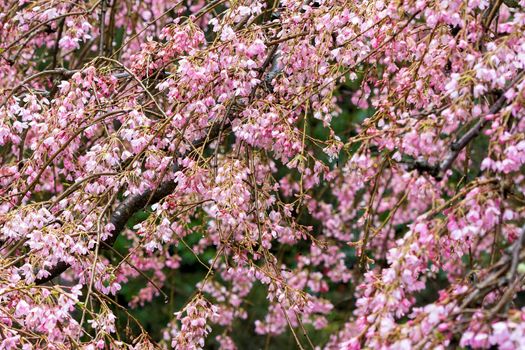 Cherry Blossom Tree with Pink Flowers in full bloom on a rainy day at Japanese Garden Closeup