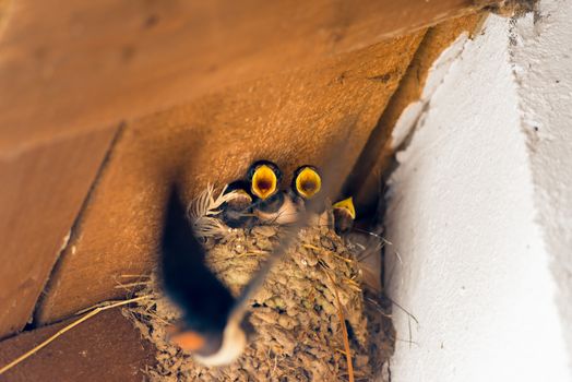 chicks in the nest and flies the mother with food