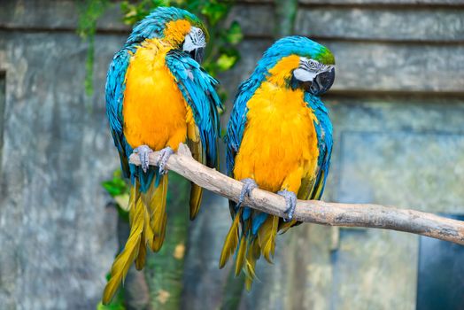portrait of a beautiful pair of parrots on a tree branch