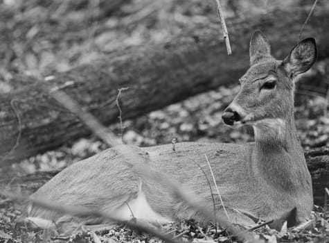 Black and white photo of a deer in the forest