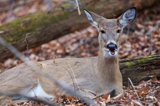 Funny picture of a wild deer with an open mouth