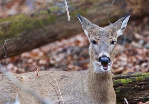 Image with the screaming deer in the forest