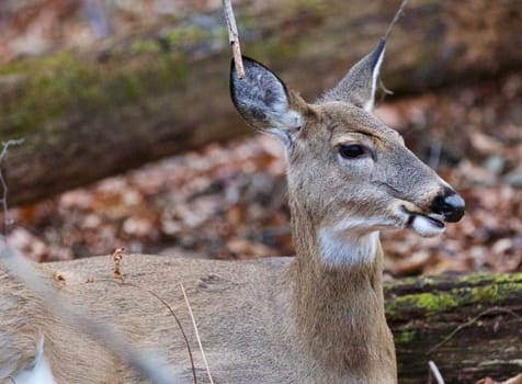 Beautiful deer in the forest close-up