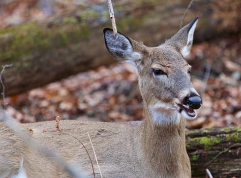 Funny portrait of a deer in the forest