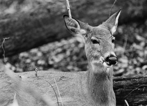 Beautiful black and white close-up of a wild deer