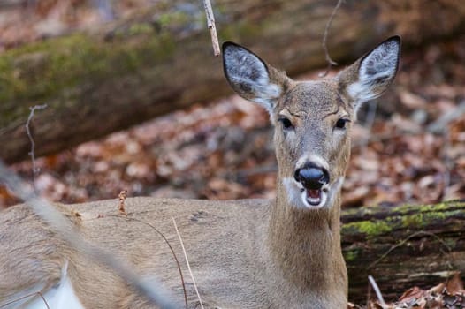 Photo of the wild deer with the opened mouth