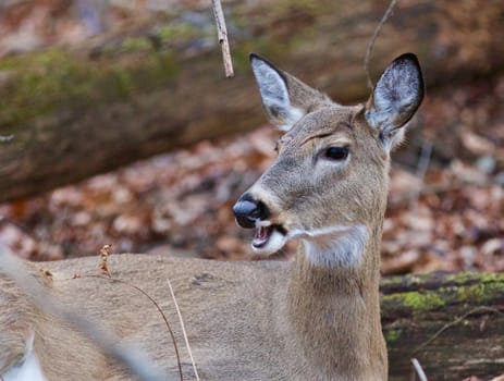 Cute deer is screaming something in the forest