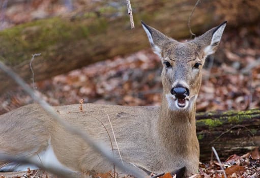 Funny close-up of a deer on the ground in the forest